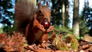 Das Eichhörnchen bereitet sich auf den Winter vor – fleißig sammelt es Esskastanien, die man in Rheinland-Pfalz "Keschde" nennt.