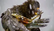ARD/WDR ERLEBNIS ERDE, "Superhirn im Federkleid - Kluge Vögel im Duell", Ein Film von Volker Arzt, am Sonntag um 16:30 Uhr im ERSTEN. Keas sind die einzigen Papageien, die auch in Eis und Schnee leben.
