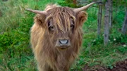 Rind im "Highland Village"- Museum, einem keltischen Dorf in Iona.