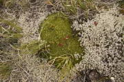 Hochmoor-Vegetation in den Murchison Mountains