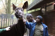 Bevor es für Stefanie Reska und Thali in den Kongo geht, bekommen sie heute einen Gegenbesuch von zwei Rangern und der Leiterin der Hundestaffel. Thali und Stefanie zeigen ihrem Besuch die Wilhelma. Für die beiden afrikanischen Ranger wird das zu einem besonderen Erlebnis, denn die beiden haben noch nie Okapis oder Giraffen aus nächster Nähe gesehen. Gracien Sivanza und Martin Iikanka mit Okapi.