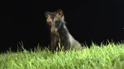 Marderhund-Jungtier, Seoul