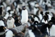Für Felsenpinguine ist die Wanderung zu den hoch gelegenen Nistplätzen während der Aufzucht der Jungen eine tägliche Herausforderung.