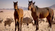 Wüstenpferde und Oryxantilopen im Hintergrund.
