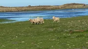Die Schafe auf North Ronaldsay sind perfekt an das raue Klima angepasst. Sieernähren sich hauptsächlich von Seetang.