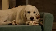 Golden Retriever-Welpe "Leila".