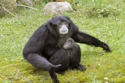 Siamangbaby im Jaderpark.
