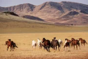 Namibia – Leben mit der Wüste In der südlichen Namib leben noch Pferde in völliger Freiheit, ohne Kontakt zum Menschen.