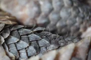 Die Schuppen bestehen aus Keratin, wie menschliche Fingernägel. Sie sollen den Milchfluss bei stillenden Müttern anregen, antibakteriell wirken und werden tonnenweise aus Afrika und Asien über die Grenzen nach China geschmuggelt.