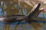 Eine Wasserechse wurde in der Volière gefunden - ein Fall für Johan, den Reptilienspezialisten.