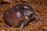 Ein Froschlurch Nasikabatrachus sahyadrensis in den Westghats (Indien).
