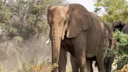 Namibia – Leben mit der Wüste Im ausgetrockneten Flussbett des Ugab leben die letzten Wüstenelefanten Namibias.