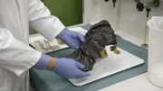 Experiment im Labor: Evolutionsmediziner Prof. Dr. Frank Ru?hli mit einbalsamierter Schweineleber.