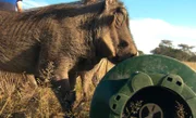 Beim „Behavioral Enrichment“ müssen die Tiere sich ihr Futter erarbeiten.