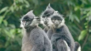 Gruppe von Pandalanguren.