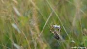 Die Spinne wickelt ihre frisch gefangene Beute ein, um sie dann zu verspeisen.