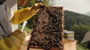Honigwabe mit Bienen