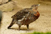Im Tierpark Lohberg besucht Anna die Auerhenne Frida. Auerhühner gehören zu den Raufußhühnern, da ihre Läufe bis zu den Krallen befiedert sind.