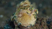 Die Vielfalt an Farben und Formen unter Wasser überrascht immer wieder. Dies ist eine Meeres-Nacktschnecke.
