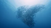 Schwärme von Barrakudas und anderen Raubfischen jagen über den Korallenriffen.