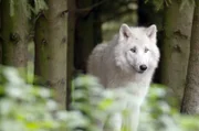 Die Rufe einzelner Wolfsarten unterscheiden sich, ähnlich wie Akzente. Doch die Funktion ihrer Rufe ist universell.