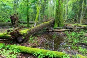 Laubbaumbestand Regen nach im Sommer mit Eichenstämmen Moos umwickelt liegend,Bialowieza Wald,Polen,Europa