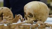 Die Schädel und Knochen von Frauen und Kindern aus den Schachtgruben in Pömmelte zeigen Spuren von stumpfer Gewalt. Für Archäologen durchaus eine mögliche Theorie.