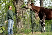 Panda, Gorilla & Co. - Geschichten aus dem Zoo Berlin und Tierpark Berlin, Tierpfleger Steffen Ernst mit Okapi-Weibchen Batouri im Zoo.