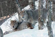 Wölfe zwischen Bäumen im Schnee: Die Raubtiere kommunizieren durch Heulen, um in der Wildnis zusammen zu bleiben.