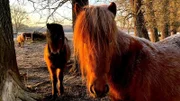Elfa und ihre Islandpferde 5