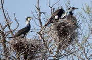 Kormorane brüten in Kolonien, die an geeigneten Standorten sehr viele Brutpaare umfassen können. Die Nester werden im Binnenland überwiegend auf hohen Bäumen an Gewässern gebaut.