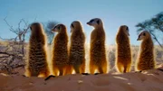 Erdmännchen im Sonnenuntergang.