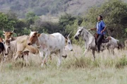 Die indigenen Cowboys nennen sich Vaqueros. Jeder hat seine eigenen Tiere in der großen Herde. Sie weiden frei in der Savanne.