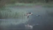 Fischadler wurden erfolgreich in Schottland wieder angesiedelt.