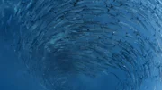 Barrakudas sind gefährliche Raubfische. Sie werden bis zu anderthalb Meter lang.