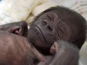 ARD/SWR EISBÄR, AFFE & CO - EXTRA, "Kuschelbär und Affenkind", am Samstag um 18:00 Uhr im ERSTEN. Der neue Star in der Wilhelma: Affenjunge Monza. Geboren in Frankreich, soll er in der Stuttgarter Wilhelma aufgezogen werden.