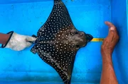 Behutsam wird der Galapagos Rochen vermessen und gechipped um mehr über seine Wanderung zu verstehen.