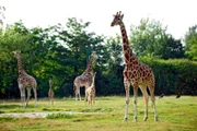 Uganda-Giraffen im Tierpark Berlin: Giraffenkinder Jule und Dorle.
