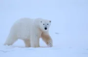 Der Eisbär ist die größte Bärenart auf der Erde.