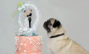 Mops.