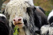 Yak auf der Rinderanlage im Zoo.