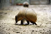 Kugelgürteltiere Alfons und Sandra im Zoo Berlin.