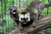 ARD/rbb PANDA, GORILLA & CO., TEIL 243, "Geschichten aus dem Zoo Berlin und Tierpark Berlin", am Mittwoch um 16:10 Uhr im ERSTEN. Dass man im Zoo Berlin auf wunderbare Art und Weise altern kann, beweist die Lebensgemeinschaft der beiden Weißkopfmakis Bonzo und Nina.