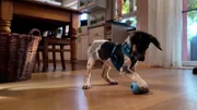 Pointer-Mix "Balou".