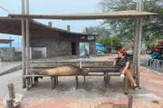 Ein Plätzchen auf der Bank zu ergattern ist Glückssache auf den Galapagosinseln.