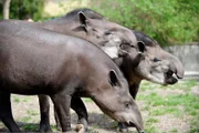 ARD/rbb PANDA, GORILLA & CO., TEIL 242, "Geschichten aus dem Zoo Berlin und Tierpark Berlin", am Montag um 16:10 Uhr im ERSTEN. Die Tapir-Gruppe um Ronja, Maja und Pablo im Zoo Berlin.