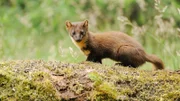 Baummarder benötigen Wälder zum Überleben. Nicht leicht zu finden in Schottland.