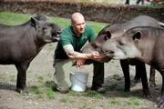 Im Zoo Berlin lernt der Auszubildende Marco Röhrig zum ersten Mal die Tapir-Gruppe um Ronja, Maja und Pablo kennen. Neugierig stürzen sich die drei auf den Neuen und weihen ihn in ihr Kuschel- und Duschritual ein.