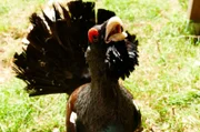 Der Auerhahn ist mit einem Meter Höhe der größte Hühnervogel Europas. Die roten Streifen an den Augen heißen Rosen.