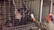 Eine der Bonobofamilien aus dem Frankfurter Zoo zieht heute in einen Zoo nach Frankreich um.
